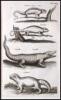 Historiae naturalis [de quadrupedibus; de avibus; de piscibus et cetis; de xanguibus aquaticus; de insectis; de serpentibus et draconibus] - 8