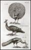 Historiae naturalis [de quadrupedibus; de avibus; de piscibus et cetis; de xanguibus aquaticus; de insectis; de serpentibus et draconibus] - 11