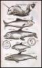 Historiae naturalis [de quadrupedibus; de avibus; de piscibus et cetis; de xanguibus aquaticus; de insectis; de serpentibus et draconibus] - 16