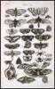 Historiae naturalis [de quadrupedibus; de avibus; de piscibus et cetis; de xanguibus aquaticus; de insectis; de serpentibus et draconibus] - 19