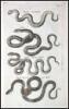 Historiae naturalis [de quadrupedibus; de avibus; de piscibus et cetis; de xanguibus aquaticus; de insectis; de serpentibus et draconibus] - 20
