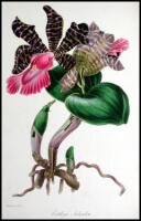 The Magazine of Botany, and Register of Flowering Plants