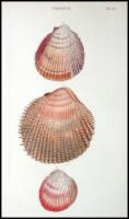 General Conchology; Or a Description of Shells, arranged according to the Linnean System