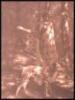 Blotches of Sunlight and Spots of Ink