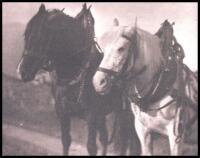 Horses (1904)