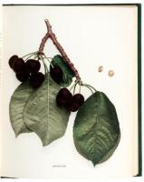 The Cherries of New York