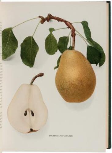 The Pears of New York