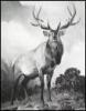 Records of North American Big Game