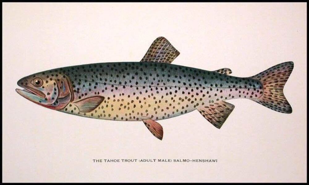 Trout Fly Fishing in America - Southard, Charles Zibeon