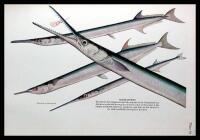 Marine Game Fishes of the Pacific Coast from Alaska to the Equator