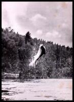 Leaping Silver: Words and Pictures on the Atlantic Salmon