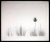 Thistle