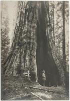 Seventeen photographs among the Big Trees of the Calaveras Grove