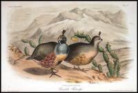 Illustrations of the Birds of California, Texas, Oregon, British and Russian America. Intended to contain Descriptions and Figures of all North American Birds...