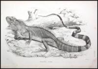 The Reptiles of British India