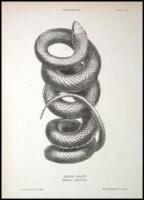 The Snakes of Australia; An Illustrated and Descriptive Catalogue of All the Known Species