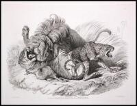 Engravings of Lions, Tigers, Panthers, Leopards, Dogs, &c.