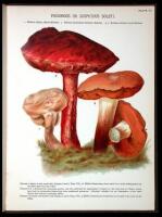 Mushrooms of America, Edible and Poisonous