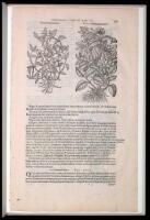 A Leaf from the 1583 Rembert Dodoens Herbal printed by Christopher Plantin