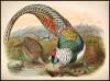 A Monograph of the Phasianidae, or Family of the Pheasants - 2