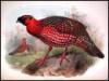 A Monograph of the Phasianidae, or Family of the Pheasants - 8