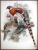 A Monograph of the Phasianidae, or Family of the Pheasants - 14