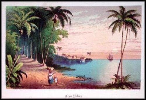 The Palm Tree