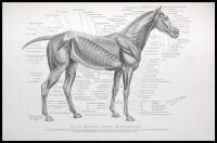 Studies in the Art Anatomy of Animals