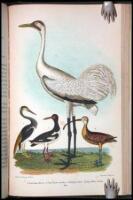 American Ornithology; or, The Natural History of the Birds of the United States