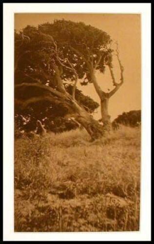 [Tree Study]