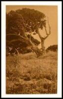 [Tree Study]