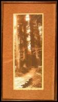 Photograph of the California Redwoods, framed