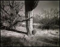 Totem. The Papago Legend of the Creation of the Giant Cactus, called Saguaro