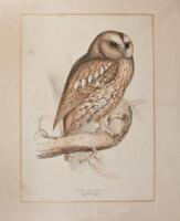 Four colored lithographs of birds by Gould, plus one of leopards by other artists