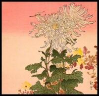 Chrysanthemums