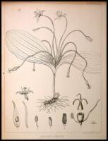 Reports of Explorations and Surveys, to Ascertain the most Practicable and Economical Route for a Railroad from the Mississippi River to the Pacific Ocean....[bound with:] EMORY, William. Report on the United States and Mexican boundary survey, made under