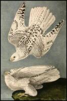 The Birds of America, from Drawings made in the United States and their Territories