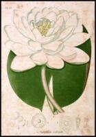 American Medical Botany, being a Collection of the Native Medicinal Plants of the United States...