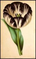 The Florist and Garden Miscellany