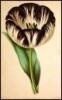 The Florist and Garden Miscellany