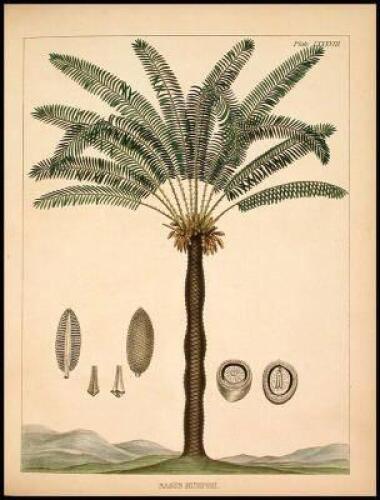 Illustrations of Medical Botany Consisting of Coloured Figures of the Plants...