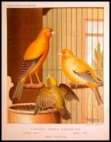The Illustrated Book of Canaries and Cage-Birds, British and Foreign