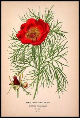 Favourite Flowers of Garden and Greenhouse