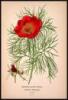 Favourite Flowers of Garden and Greenhouse