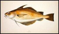 A History of British Fishes
