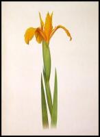 The Genus Iris
