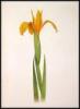 The Genus Iris