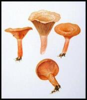 Icones Farlowianae. Illustrations of the Larger Fungi of Eastern North America-WITHDRAWN