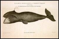 American Natural History