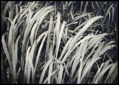 Grass, Glacier Bay, National Monument